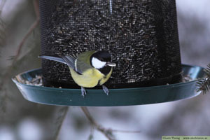 Talgoxe, Parus major